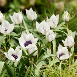 Tulip, Single Early Tulip, Single Late Tulip, Double Early Tulip, Double Late Tulip, Lily Tulip, Fringed Tulip, Greigii Tulip, Parrot Tulip, Spring Flowers